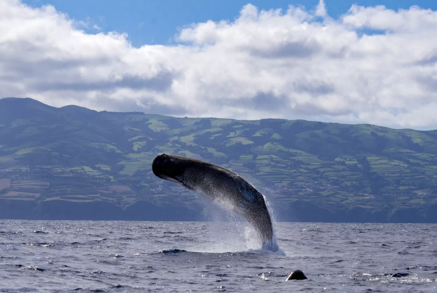 Whale Watching from Ponta Delgada - 5