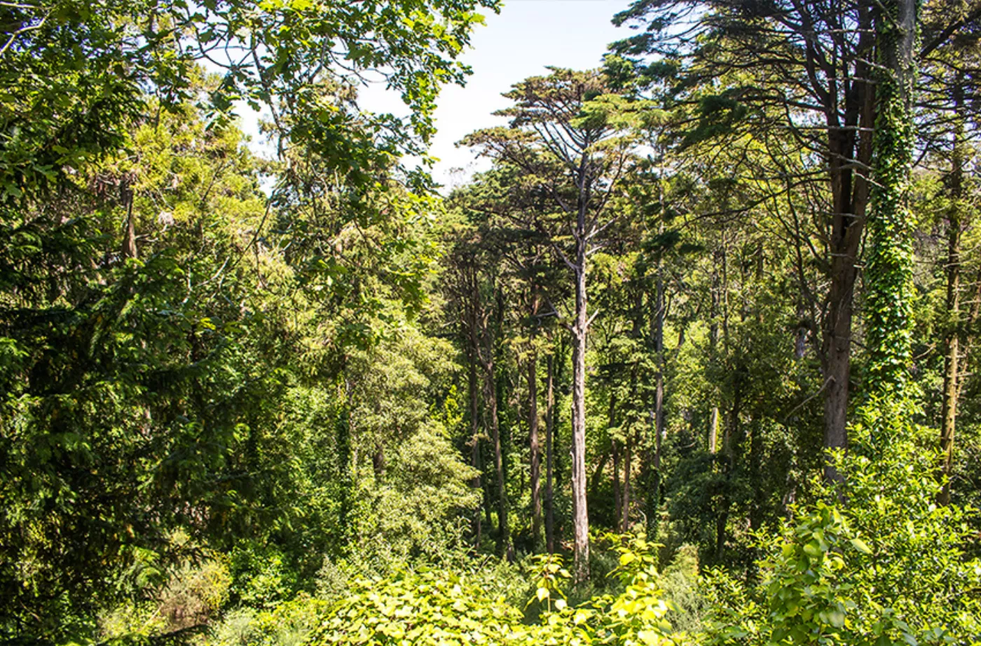 Aventura em Jeep: Sintra, Cabo da Roca & Cascais - 7