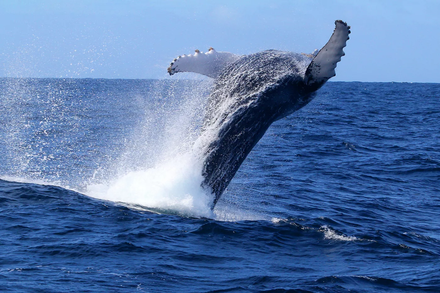 Whale Watching from Ponta Delgada - 4
