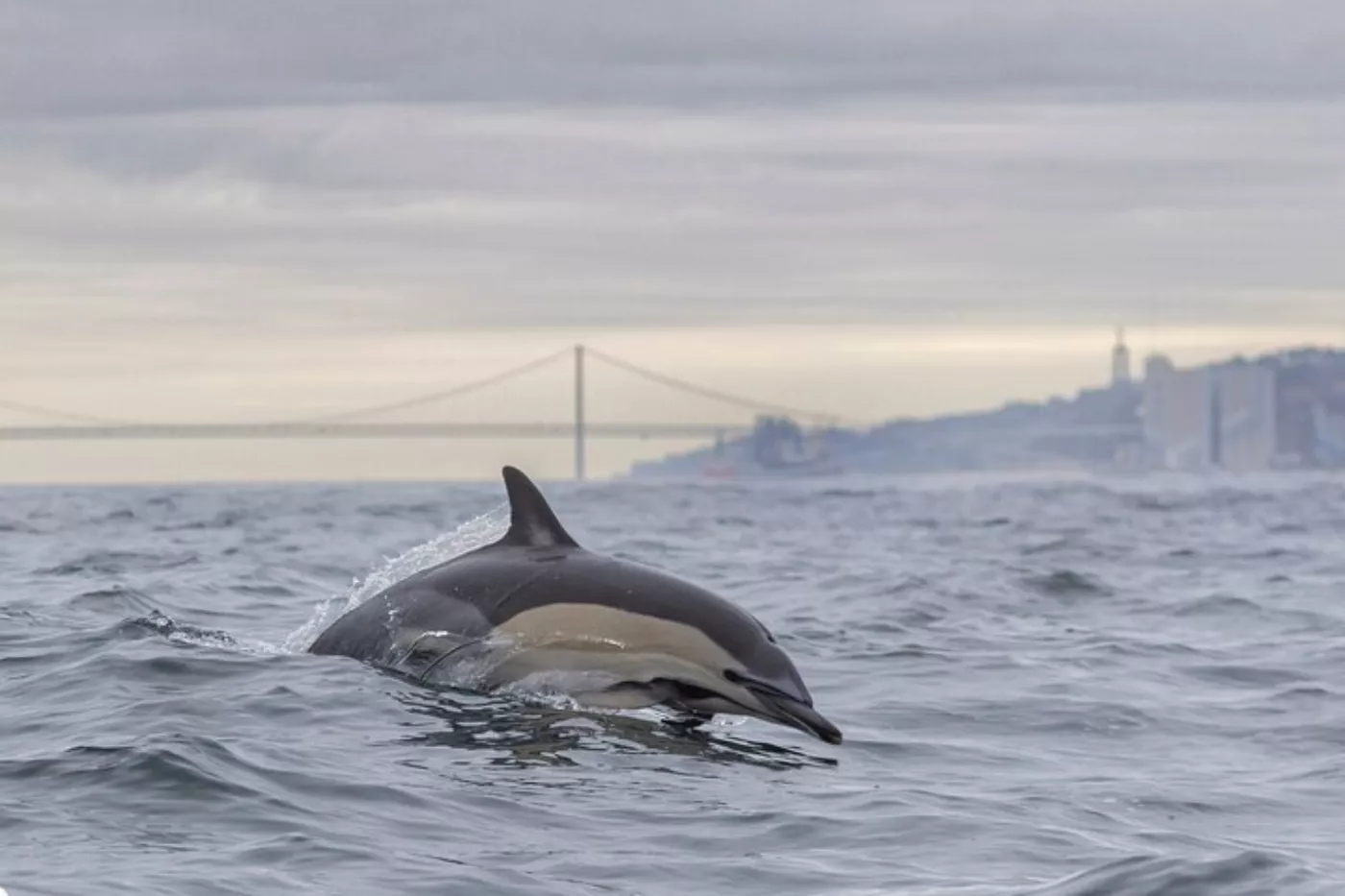 Observação de Golfinhos no Tejo: Safári Marinho desde Lisboa