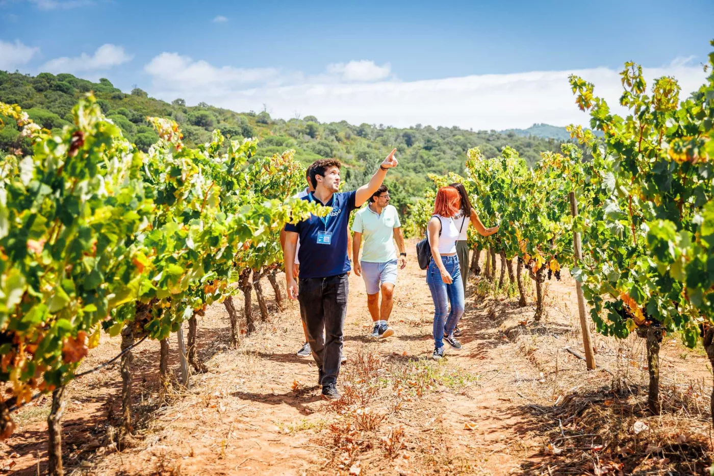 Roteiro de Vinhos na Arrábida: Adegas, Provas & Vistas