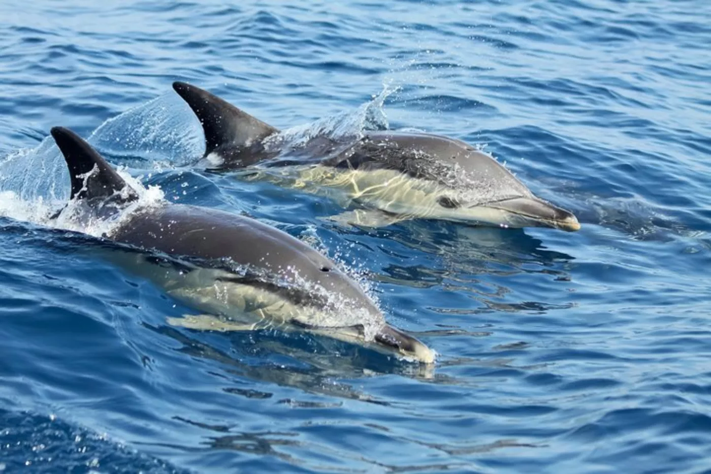 Observação de Golfinhos no Tejo: Safári Marinho desde Lisboa - 5