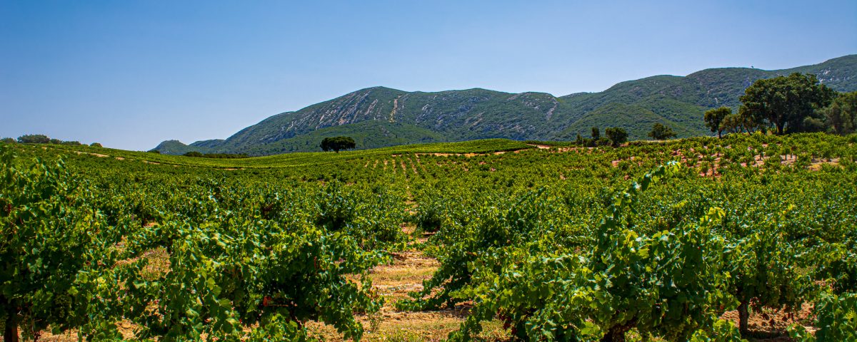 Tour de Vinho da Arrábida: visite vinhas, adegas e participe em provas de vinho - 5