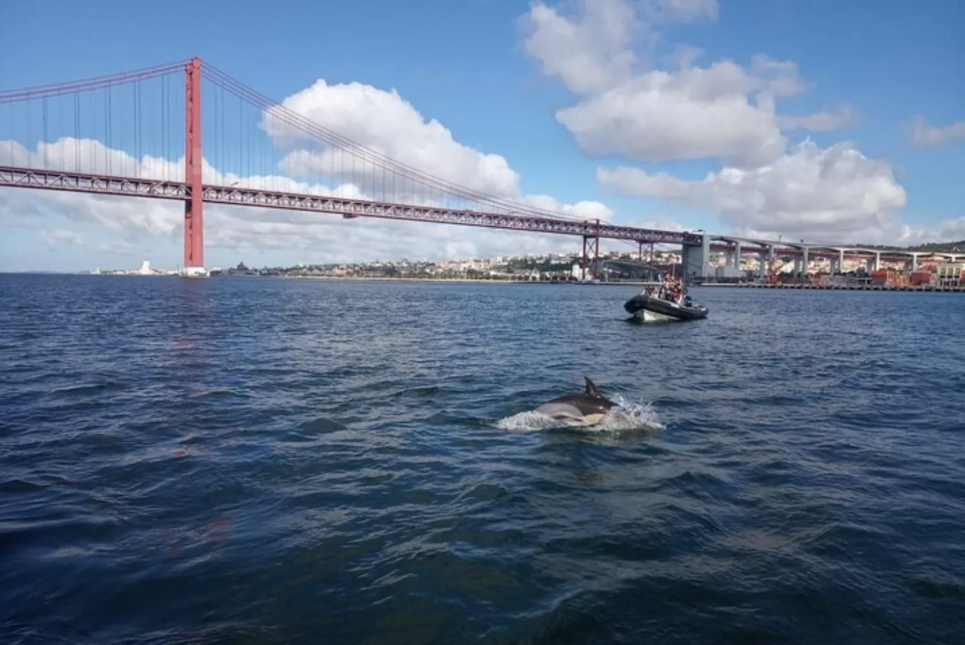 Observação de Golfinhos no Tejo: Safári Marinho desde Lisboa - 4