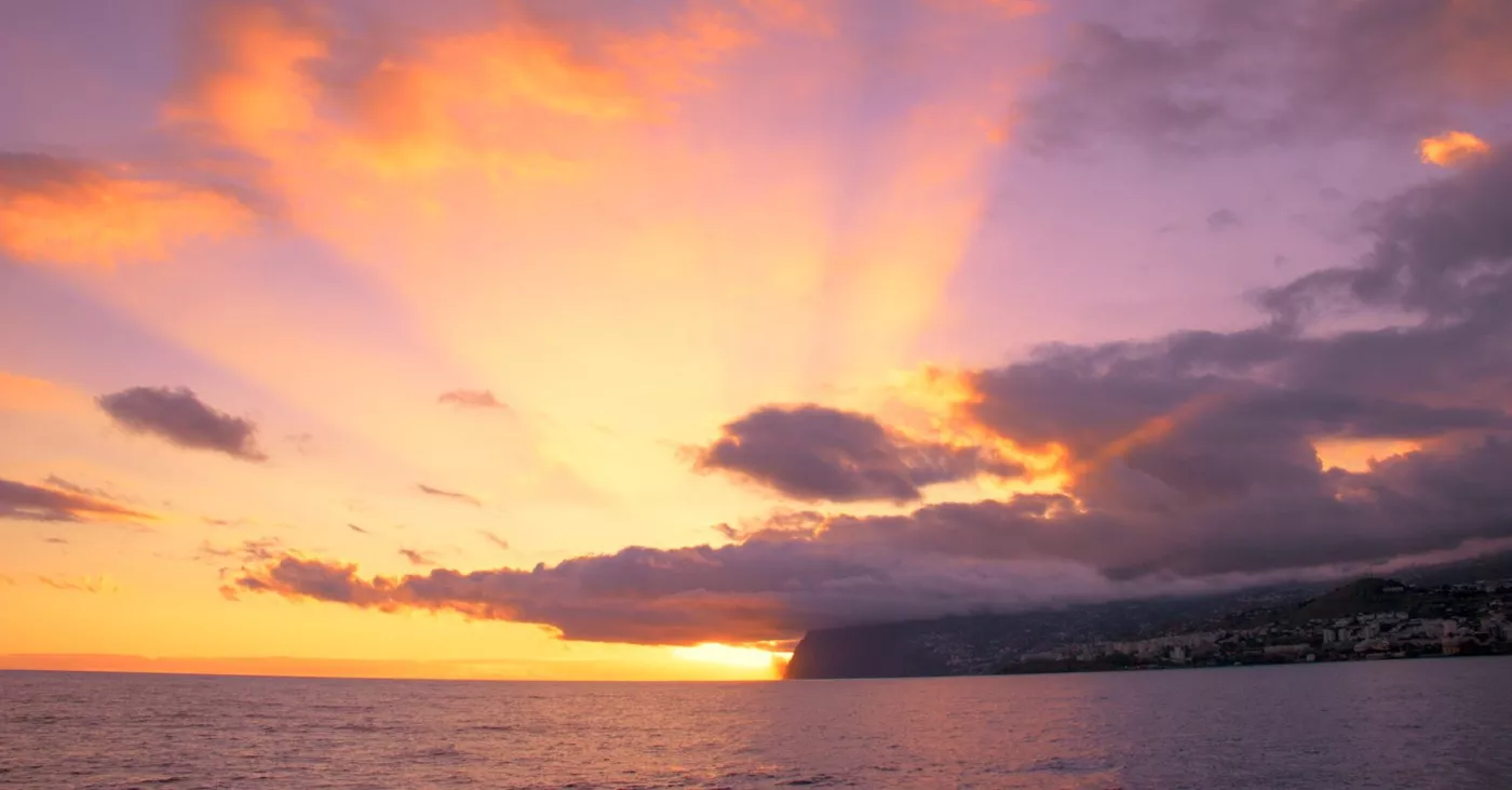 Sunset Dolphin and Whale Watching: Catamaran from Funchal - 4