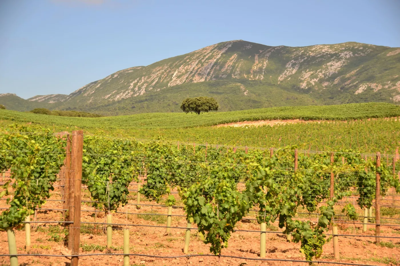 Roteiro Privado Arrábida: Vinhos, Castelo & Vistas do Oceano - 4
