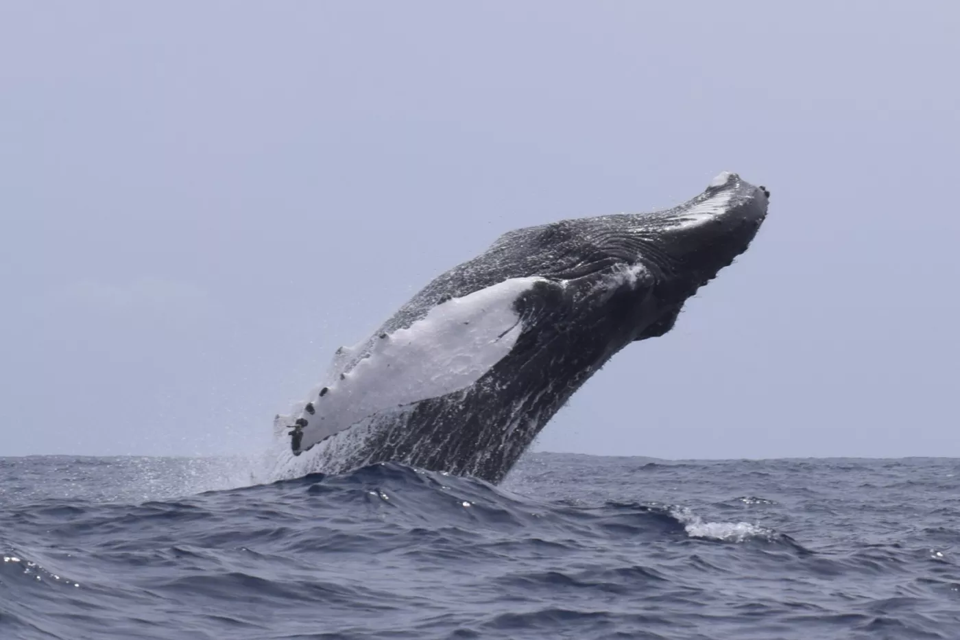 Whale Watching from Ponta Delgada - 7